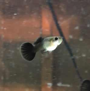 Black Moscow Guppies