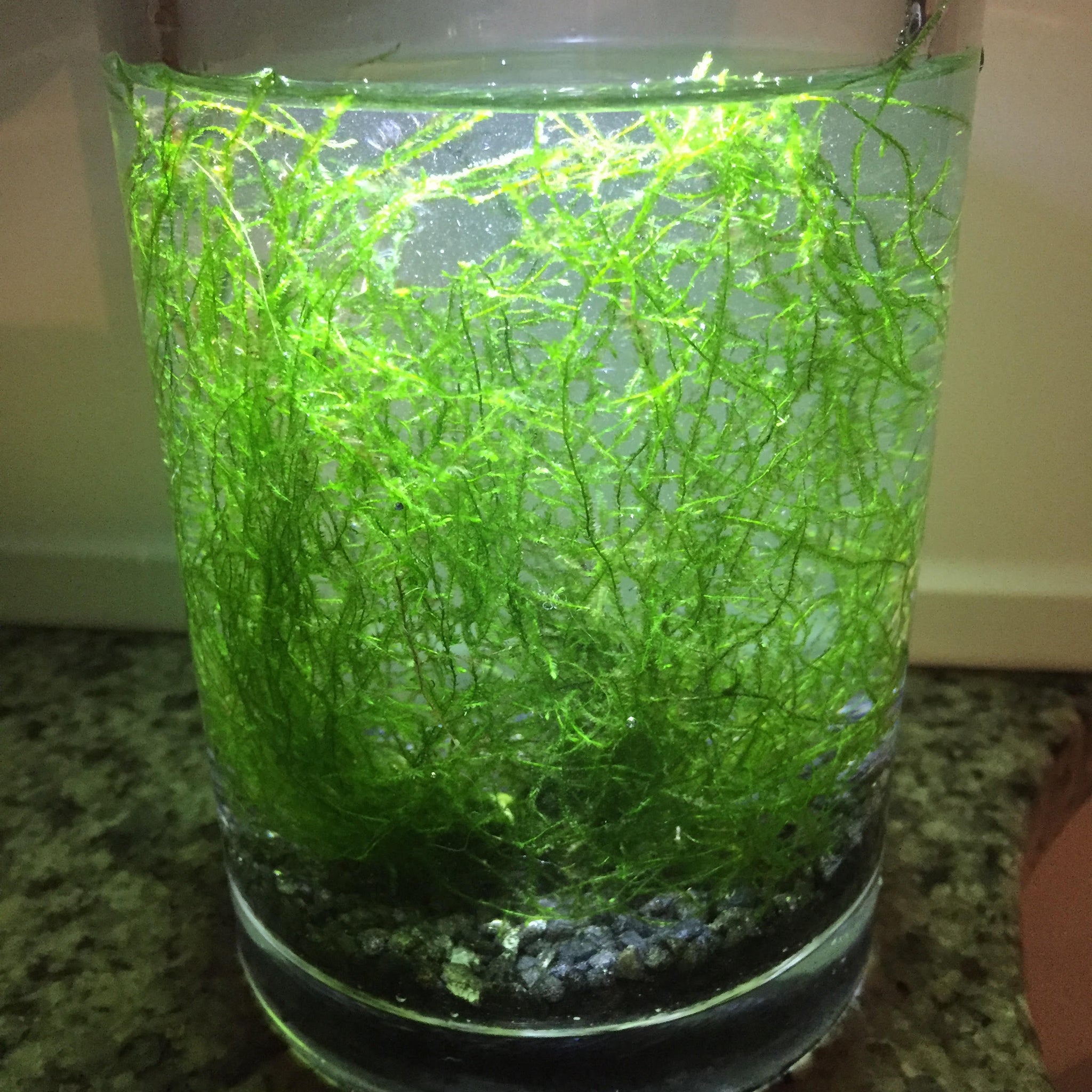 Java Moss 2oz Portion – Glass Grown Aquatics